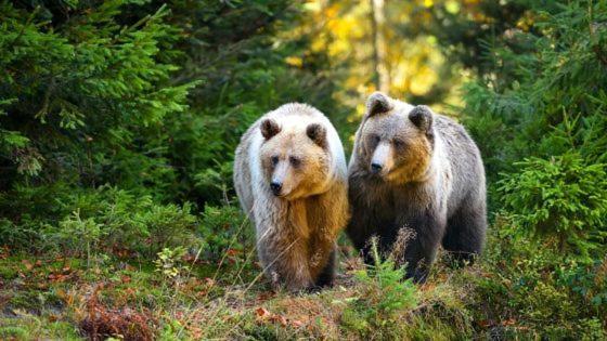 Hotel Au Lit Des Ours Han-sur-Lesse Luaran gambar